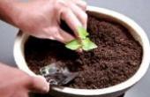 养花土壤板结怎么办? 简单一步就能疏松土壤, 还能提供营养(8.3分生活片)