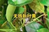 养花知识(8.3分生活片)