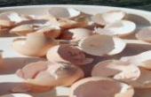 鸡蛋壳可以当肥料，教大家用鸡蛋壳养花！(8.3分生活片)